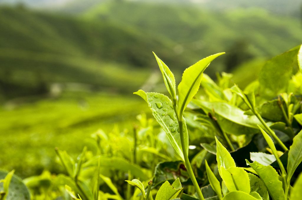 Organic Tea